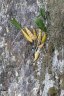 Dendrobium speciosum-3.jpg